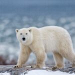 Vaccine rule for larger employers, federal contractors to take effect January 4